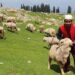 Govt set to regulate prices of mutton, livestock products again in J&K