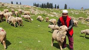 Govt set to regulate prices of mutton, livestock products again in J&K