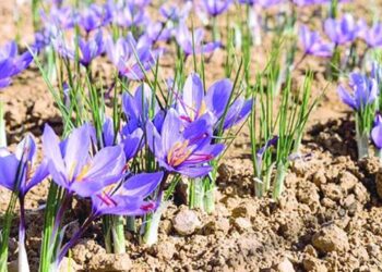 Baramulla grower cultivates saffron for first time in north Kashmir