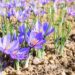 Baramulla grower cultivates saffron for first time in north Kashmir