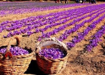 Meet Shopian’s progressive grower, who grows saffron in a hall