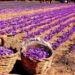 Meet Shopian’s progressive grower, who grows saffron in a hall