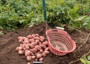 Famous Hirpora Red Potato faces extinction amid declining cultivation
