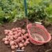 Famous Hirpora Red Potato faces extinction amid declining cultivation