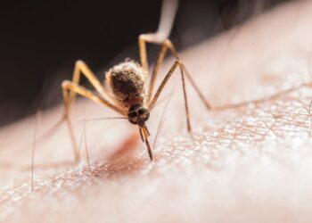 Dengue cases surge in J&K, over 5,000 infections reported this year