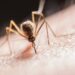 Dengue cases surge in J&K, over 5,000 infections reported this year
