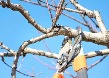 Fearing untimely snow, Kashmir apple growers begin early pruning of trees