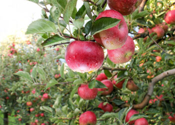300 High-Density Apple Trees Stolen in Kulgam village, farmer in distress, seeks justice