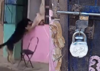 Meat shop sealed in Kulgam’s Gudder after video goes viral