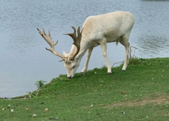 No presence of white deer in Gulmarg: Wildlife Deptt