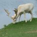 No presence of white deer in Gulmarg: Wildlife Deptt