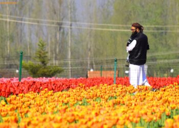 Tulip Garden to have 75 varieties this year, two more imported from Netherlands