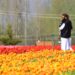Tulip Garden to have 75 varieties this year, two more imported from Netherlands