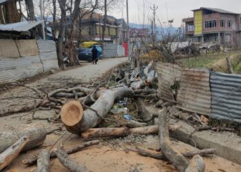 Major tragedy averted as Chinar branch falls on HT line in Kulgam village
