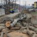 Major tragedy averted as Chinar branch falls on HT line in Kulgam village