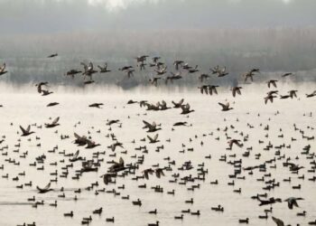 Kashmir wetlands witness bird resurgence, census set for mid-Feb: Officials