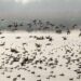 Kashmir wetlands witness bird resurgence, census set for mid-Feb: Officials