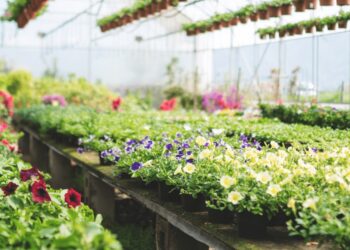 After struggling for govt jobs, Awantipora couple turns to flower business