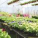 After struggling for govt jobs, Awantipora couple turns to flower business