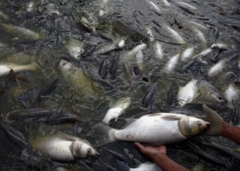 Fish Farm allegedly poisoned in Heff Shopian, farmer faces loses worth lakhs