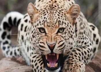 Leopard spotted, captured alive in Kulgam village