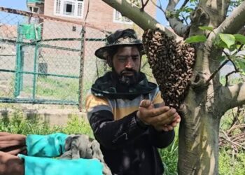 No Pesticides, no PGRs: Kulgam man turns honey bees into weapons against toxins