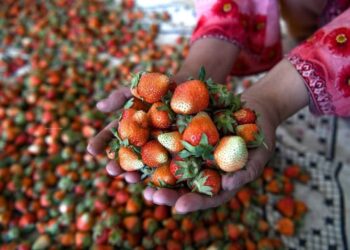 ‘Strawberry Village’ braces up as harvesting season begins