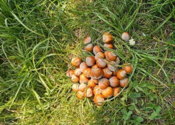 Better returns fuel growth of hazelnut cultivation in Kokernag