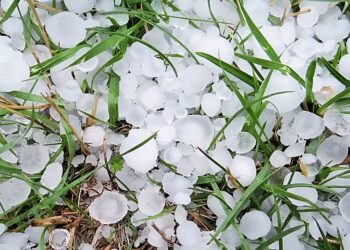 Crop Insurance Scheme only option, say hailstorm-hit fruit growers