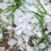 Crop Insurance Scheme only option, say hailstorm-hit fruit growers