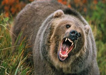 Bear attack leaves two women injured in Kulgam village; hunt on