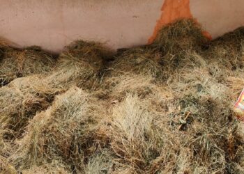 Solid Waste Management shed turns into hay storage in Kund, BDO mum