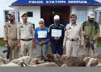Police Busts Sheep Theft Gang, 51 Stolen Sheep Recovered, Two Arrested In Shopian