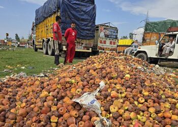 ‘Giran’ apples rot in orchards due to highway closures, say growers