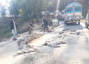 Rashly Driven Truck Kills 12 Sheep in Qazigund