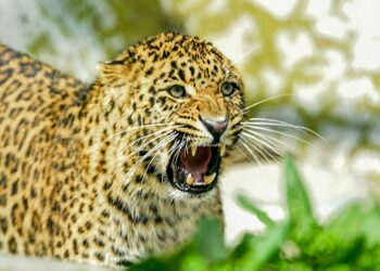 Leopard Kills 6-Year-Old Nomadic Boy at Wopzan, Anantnag