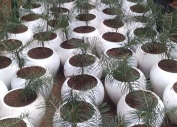 Over 3 lakh saplings to be planted in Kulgam and Anantnag: DFO Social Forestry