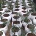 Over 3 lakh saplings to be planted in Kulgam and Anantnag: DFO Social Forestry