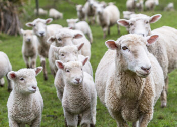 Kashmir livestock traders face harassment for 47 days, ‘Punjab government silent’