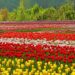Tulip garden to open March 16 with 1.8 million blooms across 70 varieties