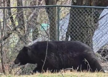 Black Bear Spotted at Multiple Locations in Kulgam; Wildlife Department Launches Operation