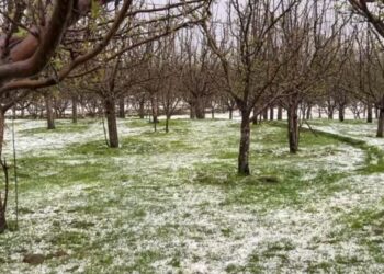 Hailstorm devastates orchards in Shopian–Kulgam at critical flowering stage, growers seek compensation