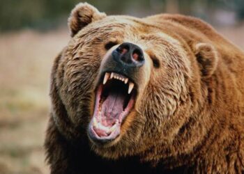 Two Injured in Bear Attack in Qazigund