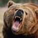 Two Injured in Bear Attack in Qazigund
