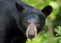 Black bears captured in Kulgam village, one released into wild