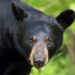 Black bears captured in Kulgam village, one released into wild