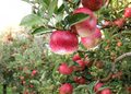 High-density apples fetch Rs 150-200/kg, growers report better returns