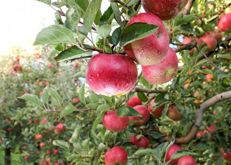 High-density apples fetch Rs 150-200/kg, growers report better returns