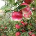 High-density apples fetch Rs 150-200/kg, growers report better returns