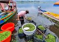 Water Chestnut from Dal Lake contains elevated levels of heavy metals, study finds